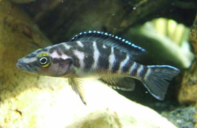 Neolamprologus buescheri